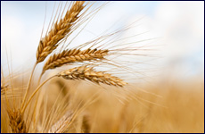 How to Count Sefirat Omer Today