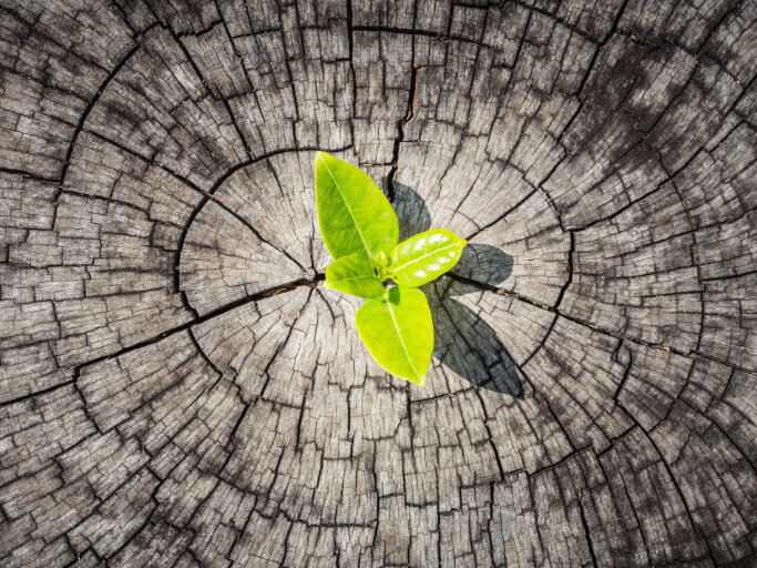 Tu B’Shvat’s Timely Message of Hope